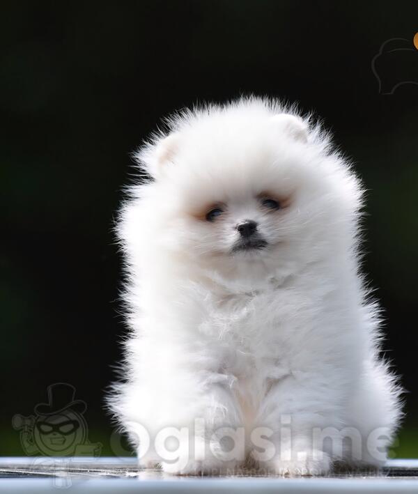 Pomeranac BOO prelepi štenci