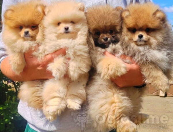 Najlepsi Pomeranci Boo