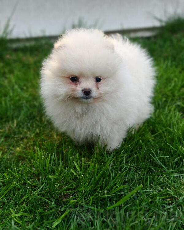 Pomeranski spic  