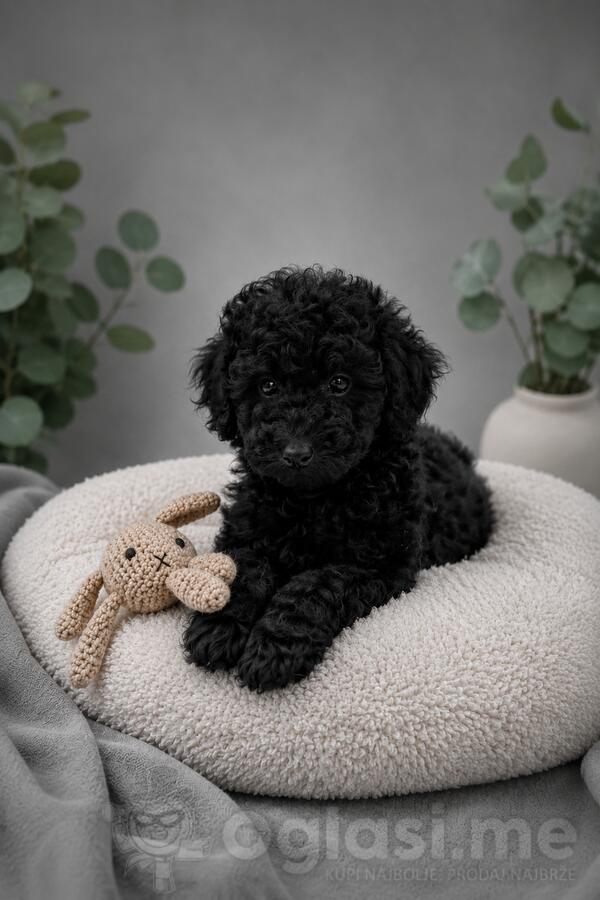 Toy Poodle male Black