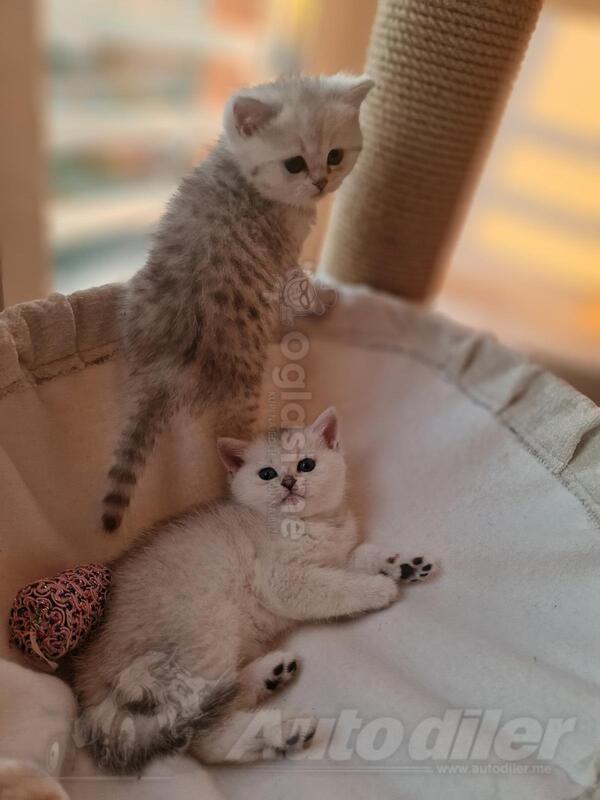British shorthair muško mače