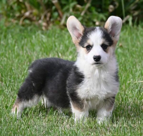 Velški korgi/Welsh Corgi Pembroke