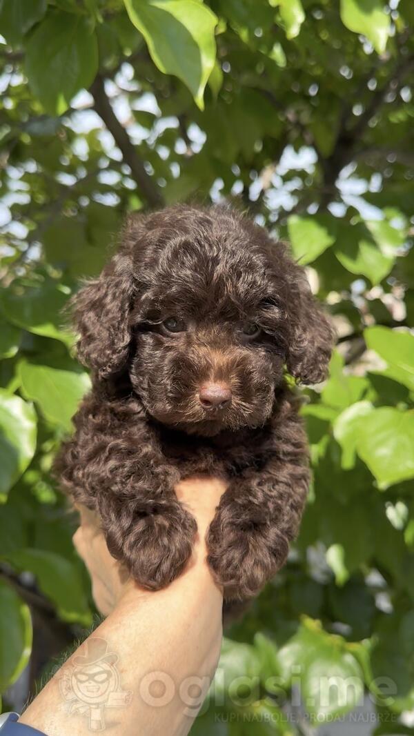 Muzak Toy Poodle brown