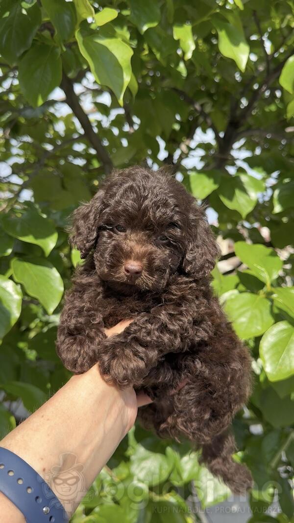 Toy Poodle muzjak brown šampionskog porekla