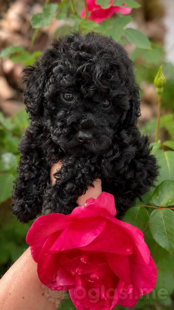 Toy Poodle zenka black šampionskog porekla