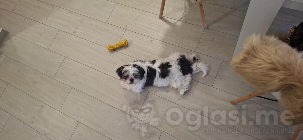  Shi Tzu cistokrvni,cjepljen cjena