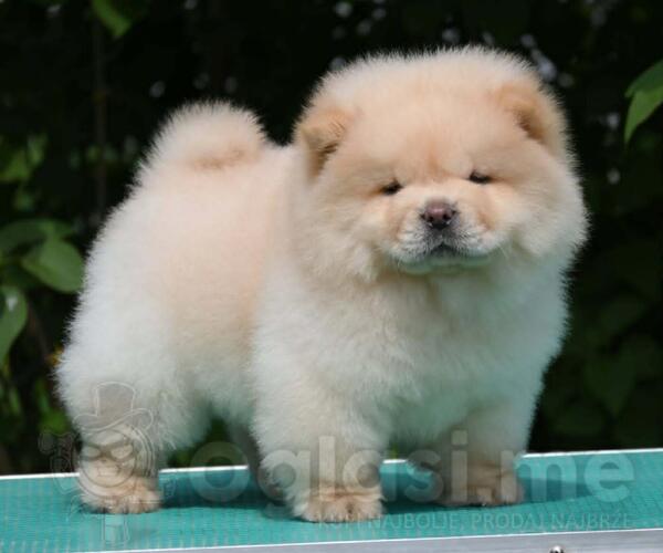 Chow Chow Čau Čau štenci