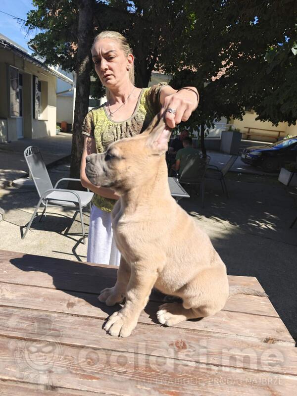 Cane Corso Kane Korso prelepi formentino štenci