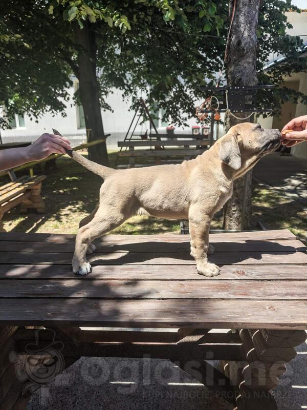 Cane Corso Kane Korso prelepi formentino štenci