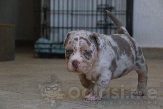 American Bully 