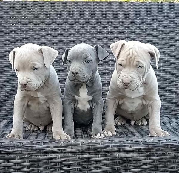 Pit bull stenci EXOTIC