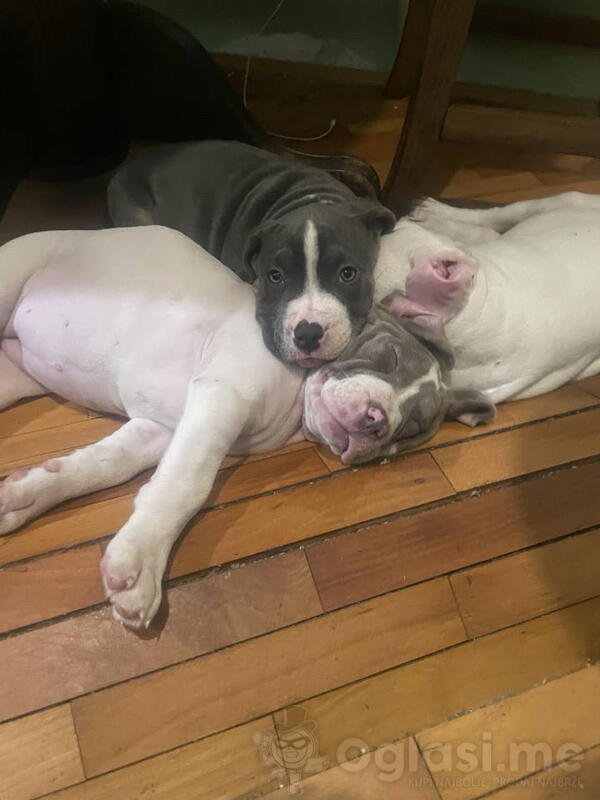American bully štenci – vrhunski kvalitet