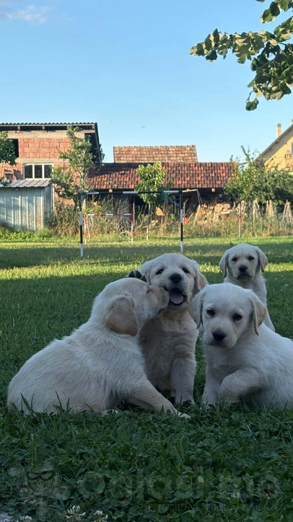 Prodajem stence labradora