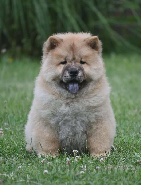 Chow Chow Cau Cau Čau Čau