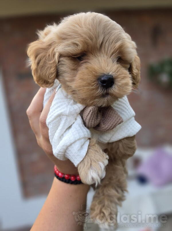 Maltipoo bebe