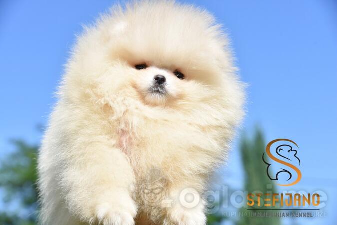 Pomeranac BOO medvedići, Pomeranski Špic štenci