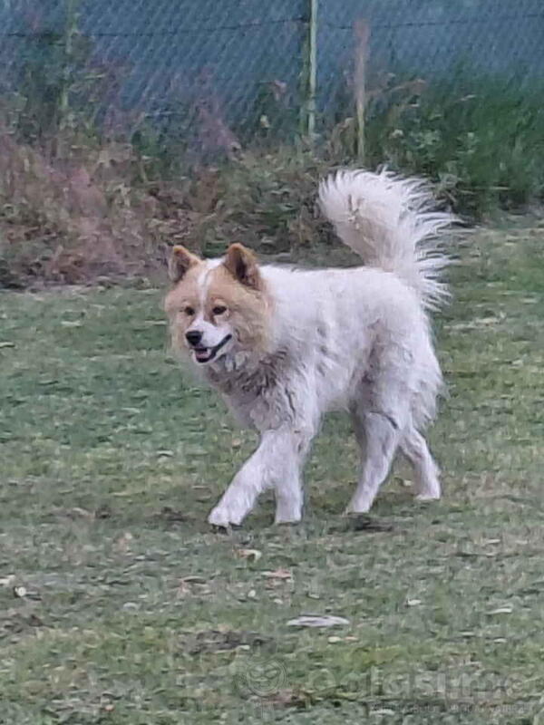 Poklon - Mešanac akita inu i samojeda 