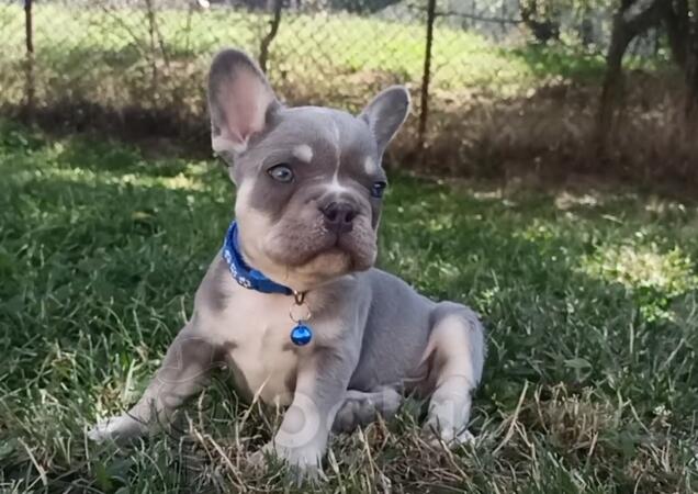 Francuski buldog - exotica