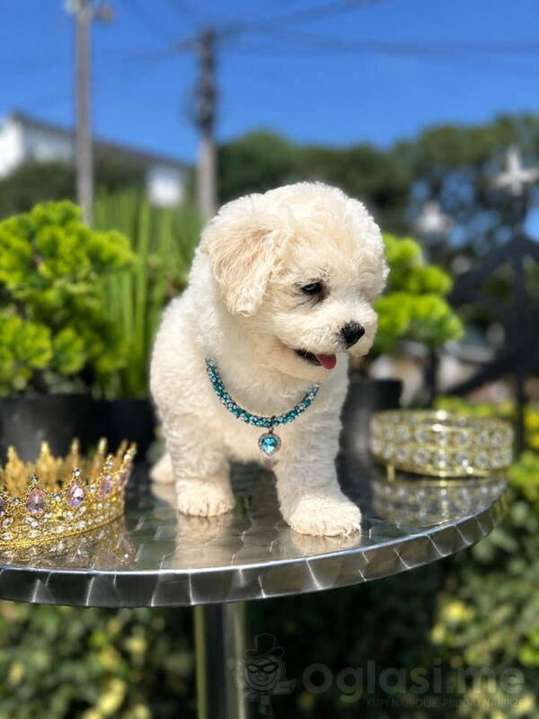 Bichon Frise štenci 