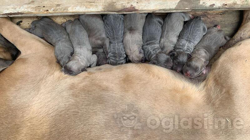 Cane Corso 