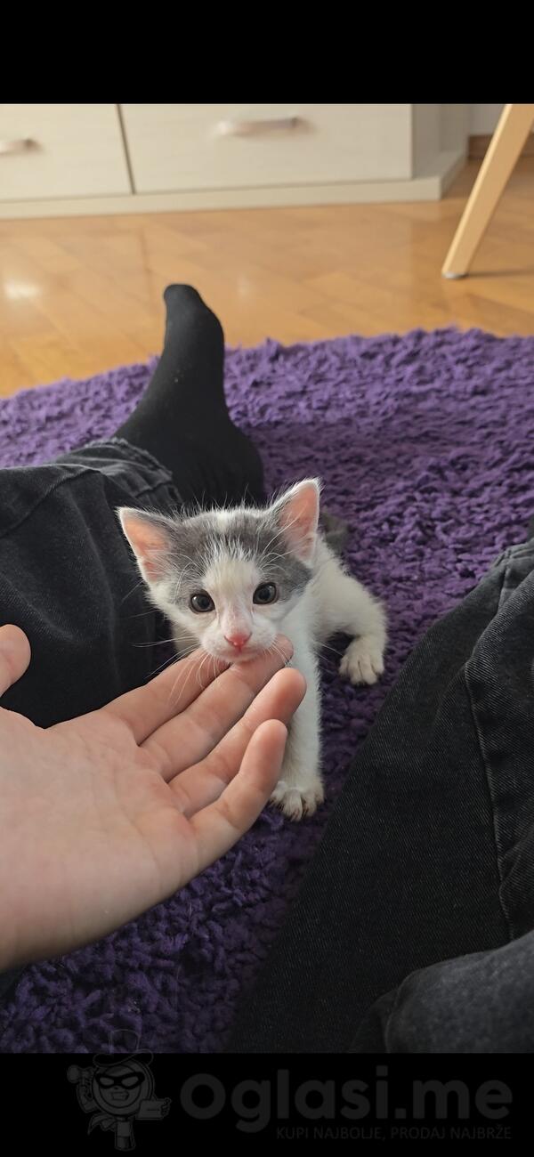 The kitten is looking for a home 