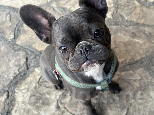 Francuski Buldog sivi