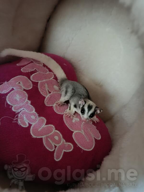 Leteca veverica,sugar glider