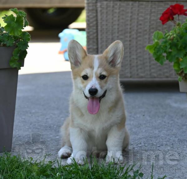 Velški korgi/Welsh Corgi Pembroke