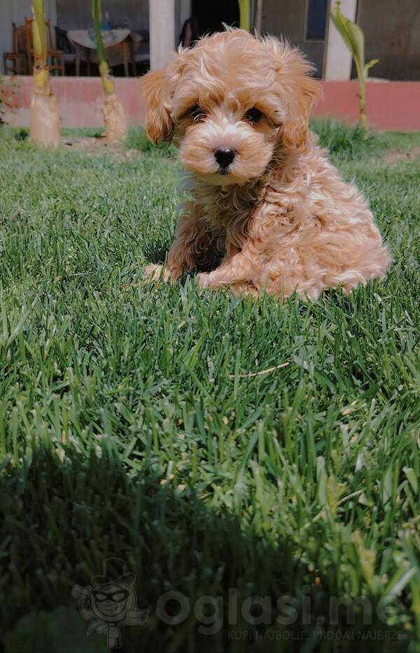 Maltipoo