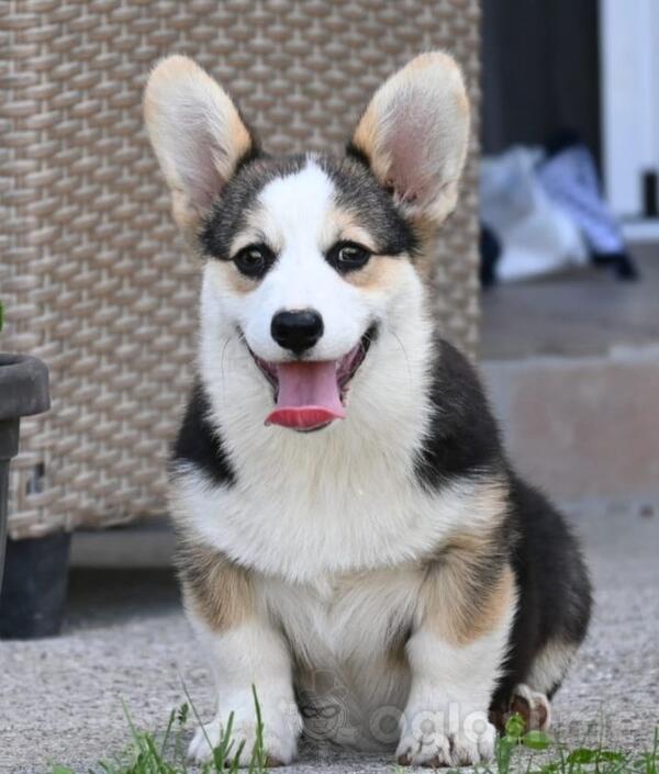 Velski korgi/Welsh Corgi Pembroke