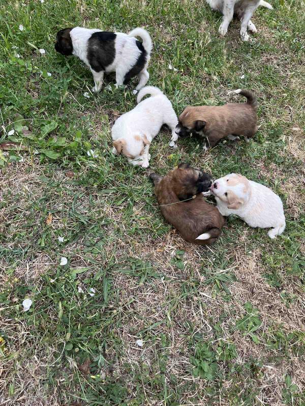 POKLANJAM štence mješovitih malih rasa