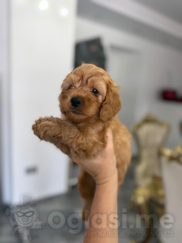 Goldendoodle prelepi štenci
