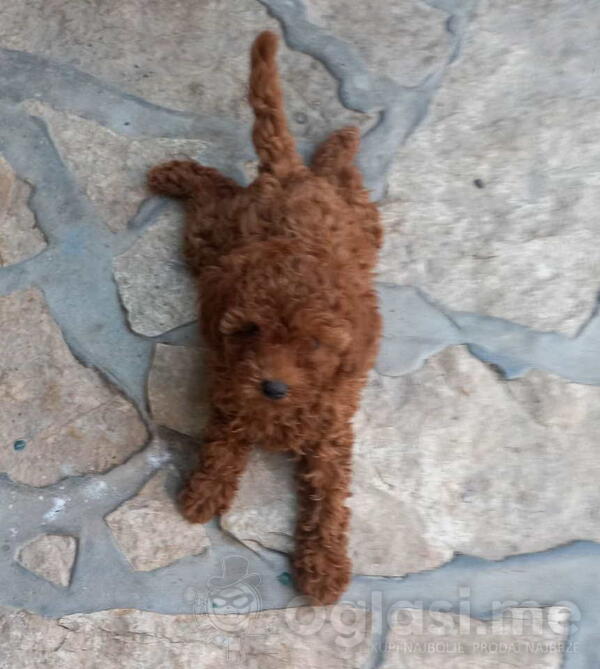 Crvena toy pudlica, žensko štene – staro 2,5 meseci