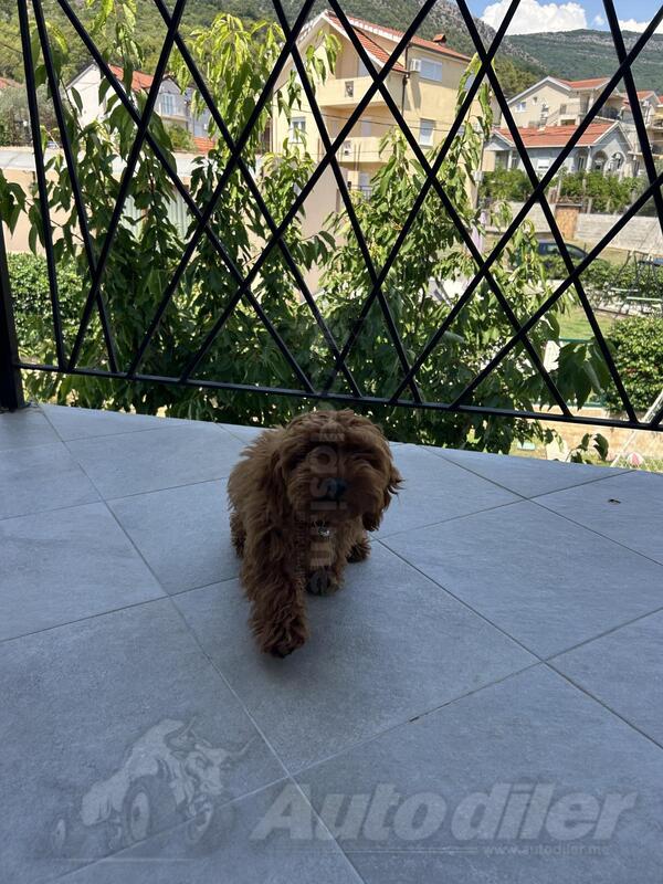Crvena toy pudla zenka