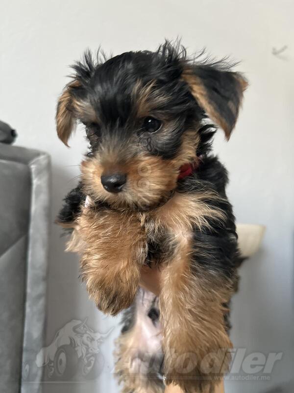 Mini jorkija