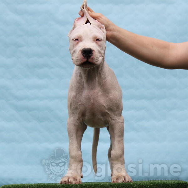 Leglo dogo argentino štenaca