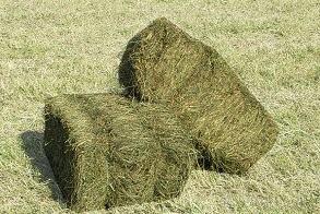 Bale sijena