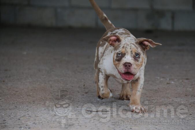 American Bully