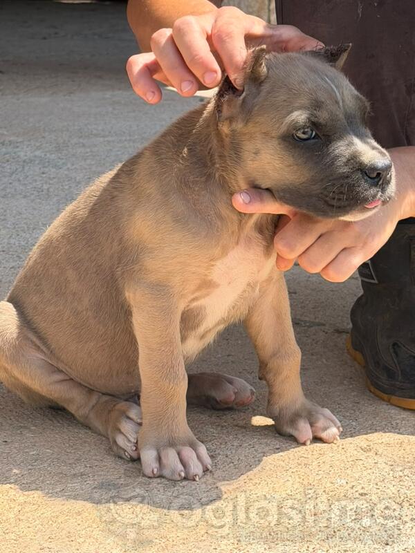 Cane corso