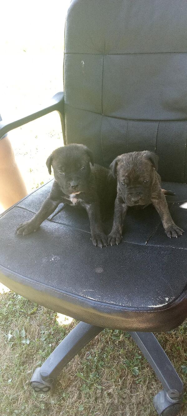 Rezervacije stenad Cane Corso 