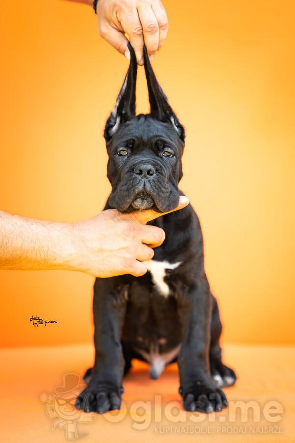 Cane Corso prelepi štenci