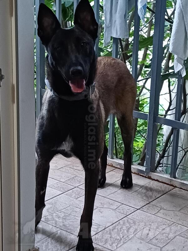 Štene  Belgijske  Malinoe 