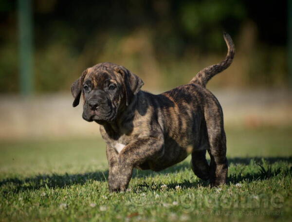 Na prodaju stenci Presa Canario  