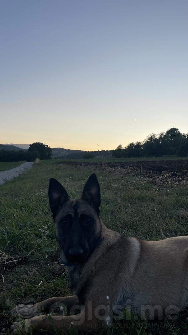 Belgiski ovčar