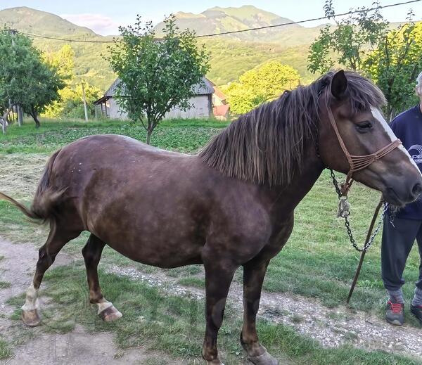 mlad konj na prodaju 