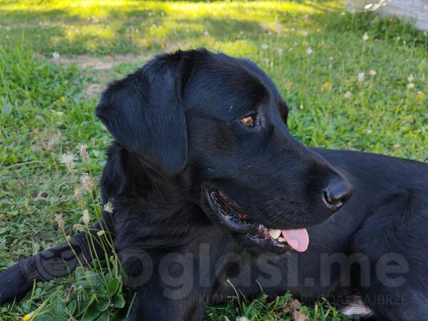 Poklanjamo labradora
