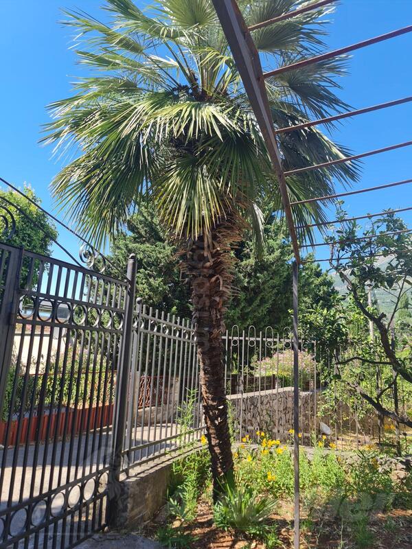 Prodajem veliku palmu 3metra Visoka Žumara (Trachycarpus fortunei) – Dobre Vode