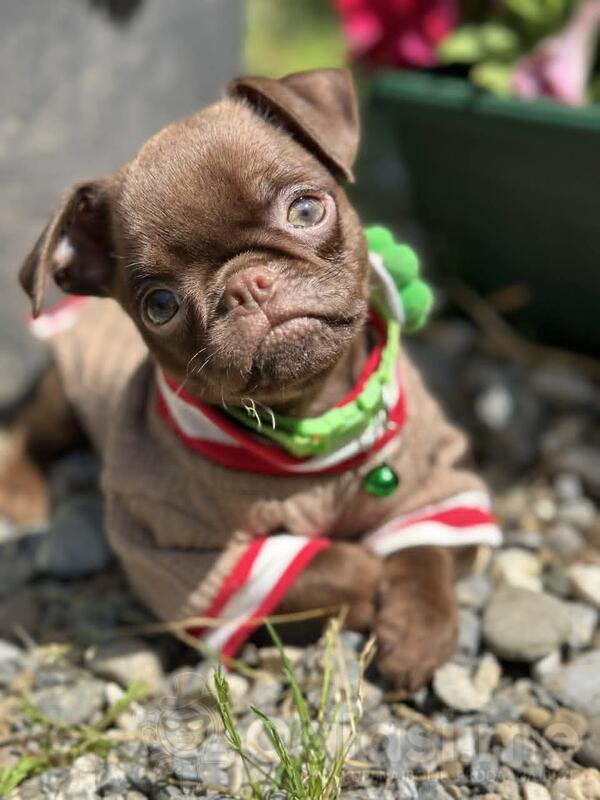 Chocolate Petit Brabancon (Smooth Brussel Griffon)