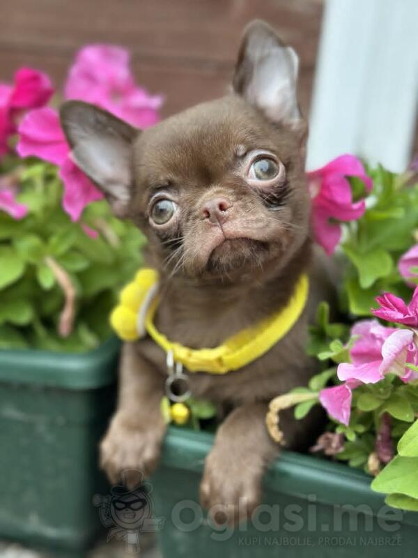 Lilac & chocolate boys chihuahua