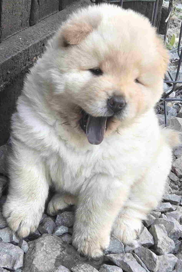 Chow chow prelepi krem stenc 